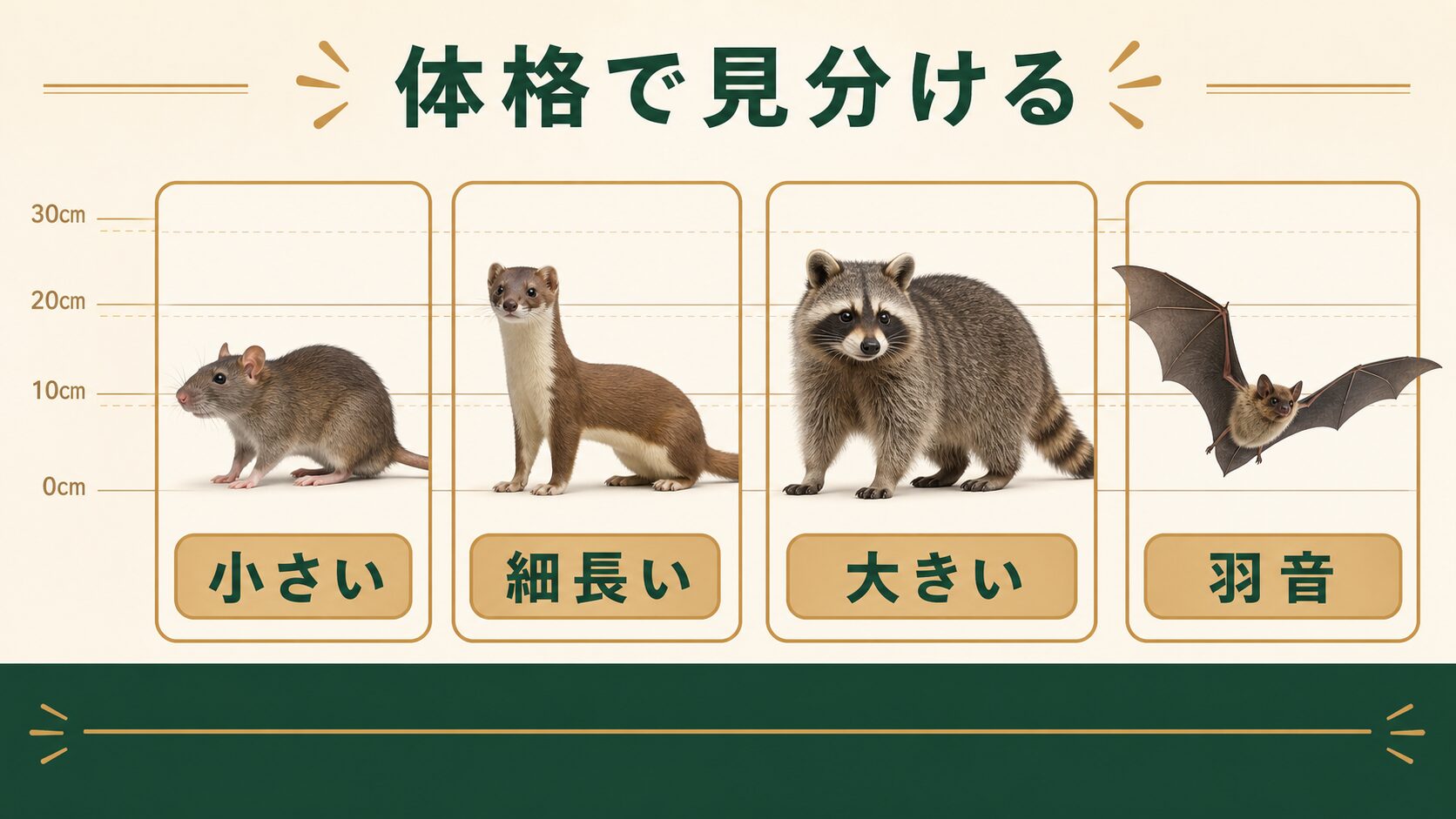 ネズミ・イタチ・ハクビシン・コウモリの体格を比較する図解
