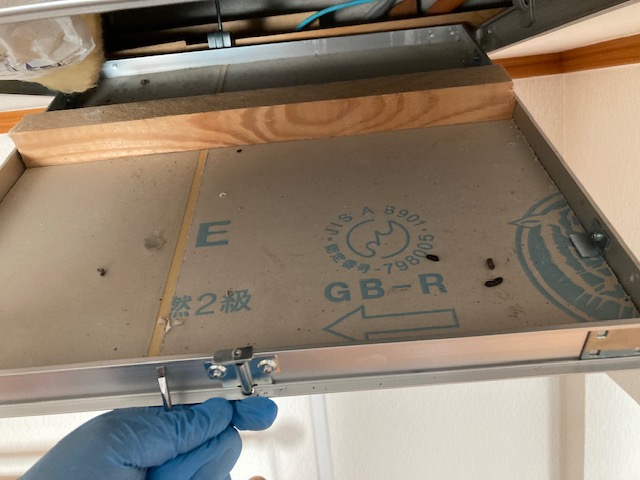 北側洋室の点検口を開けて確認したネズミの糞