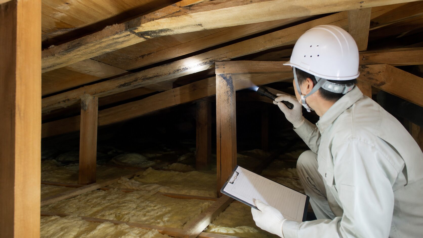 コウモリのコロニー規模を屋根裏で確認するイメージ