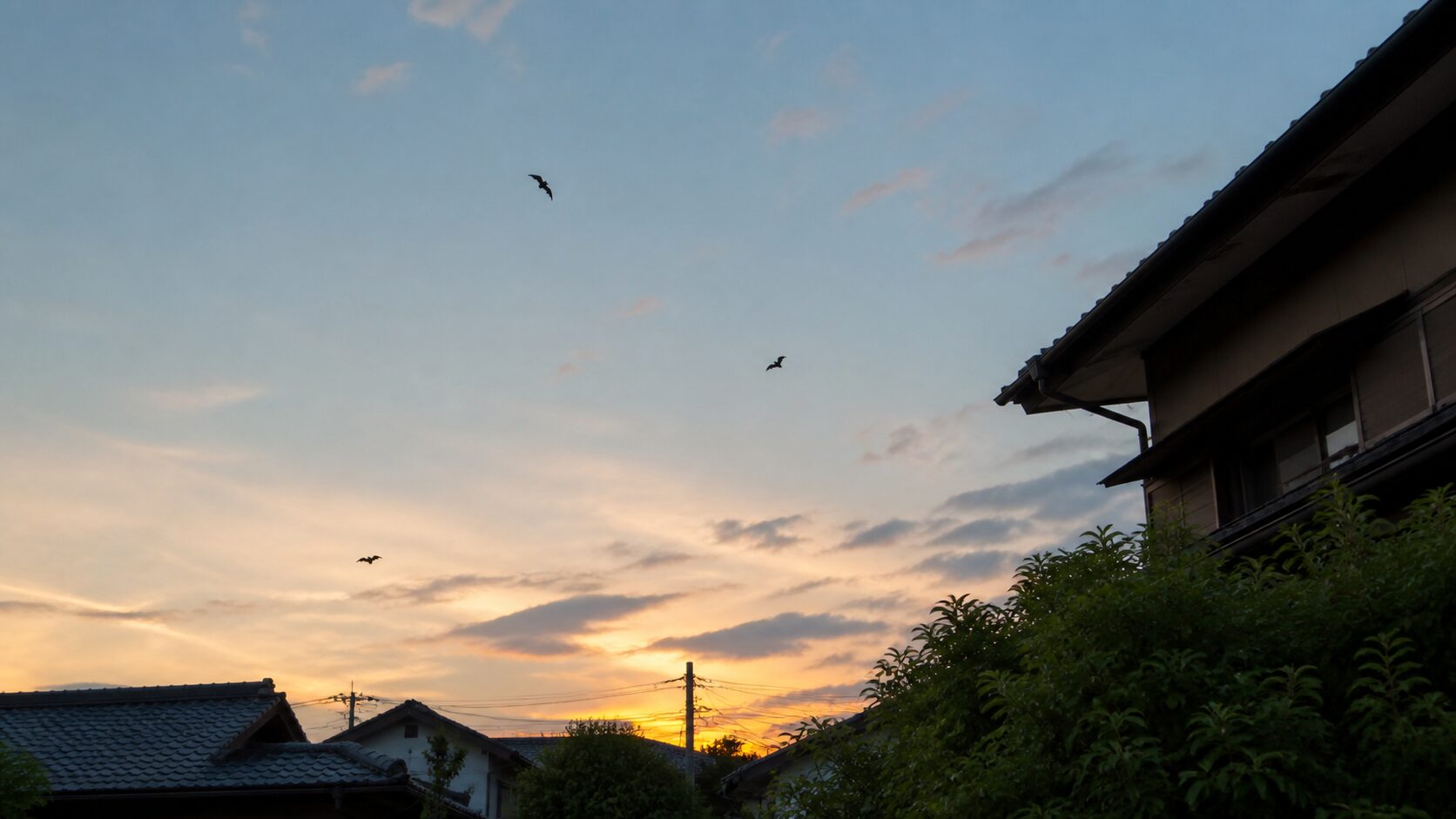 夕暮れ時に住宅の周辺を飛ぶコウモリのイメージ