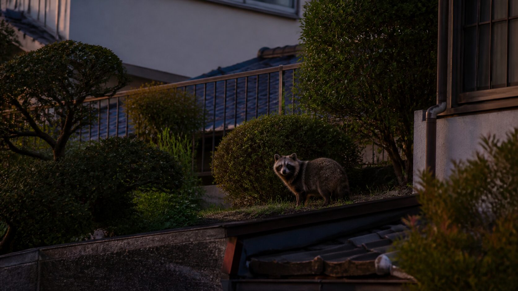 横浜市の住宅地に現れるアライグマの生態イメージ