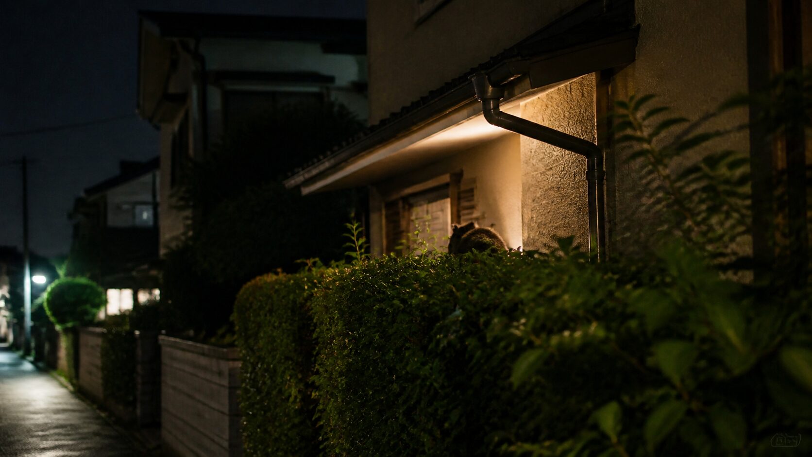 夜間に住宅周辺へ現れるアライグマのイメージ