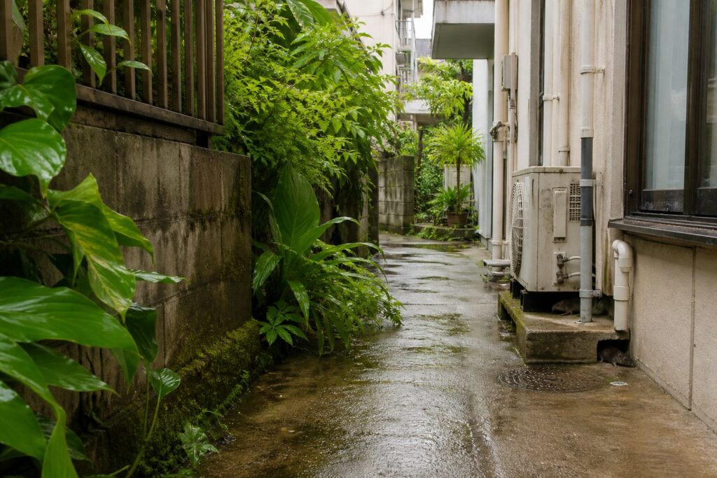 那覇市の亜熱帯気候による一年中続くネズミの繁殖サイクルのイメージ