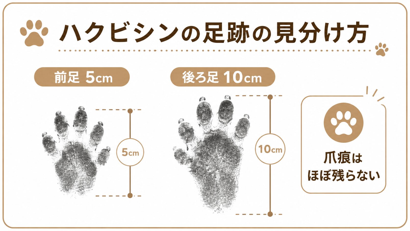 ハクビシンの足跡の見分け方、前足5cmと後ろ足10cmのサイズ差と爪痕がほぼ残らない特徴を示す図解